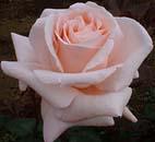 Realistic White Rose